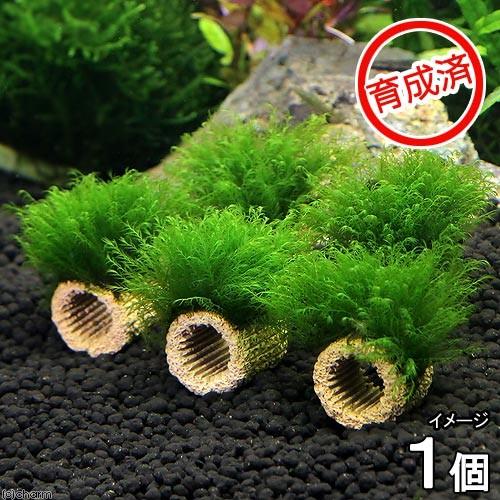 信用 水草 育成済 ライフマルチ 茶 ウォーターフェザー 無農薬 １個 発売モデル