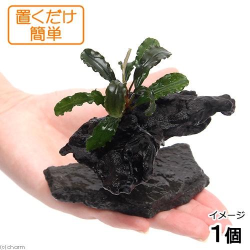 水草 置くだけ簡単 レイアウト流木 ブセファランドラｓｐ グリーンウェービー 水中葉 １個 北海道航空便要保温 チャーム Charm ヤフー店 通販 Yahoo ショッピング