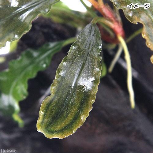 水草 置くだけ簡単 レイアウト流木 ブセファランドラｓｐ グリーンウェービー 水中葉 １個 北海道航空便要保温 チャーム Charm ヤフー店 通販 Yahoo ショッピング