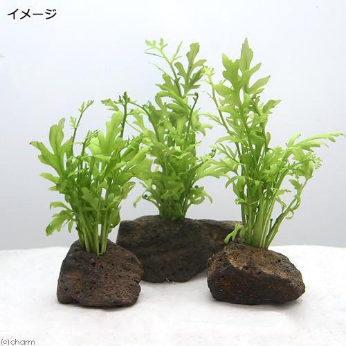 水草 ウォータースプライト 水上葉 穴あき溶岩石付 無農薬 １個 チャーム Charm Paypayモール店 通販 Paypayモール