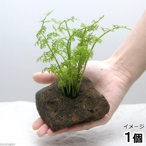 水草 アメリカン ウォータースプライト 水上葉 無農薬 低廉 １個 穴あき溶岩石付
