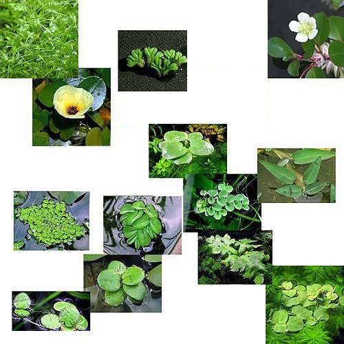 浮草 浮き草セット おまかせ３種 無農薬 各２株 Closdugravillas Com