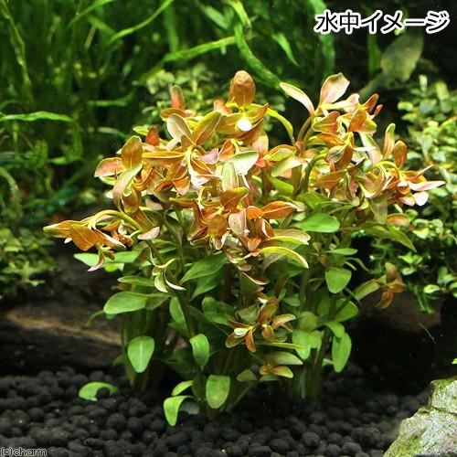 水草 半水中葉 アラグアイア レッドロタラ 鉛巻き 無農薬 １個 チャーム Charm Paypayモール店 通販 Paypayモール