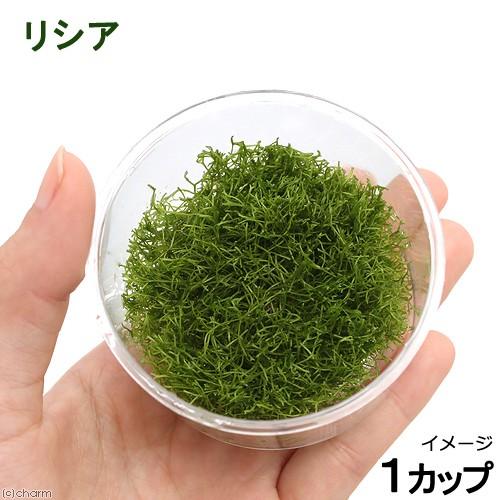 水草 リシア 無農薬 １カップ Belle Ile Nature Org