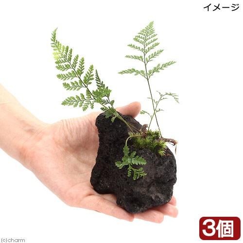 チャーム（charm） （観葉植物）ミニトキワシノブ 溶岩石植え（3個
