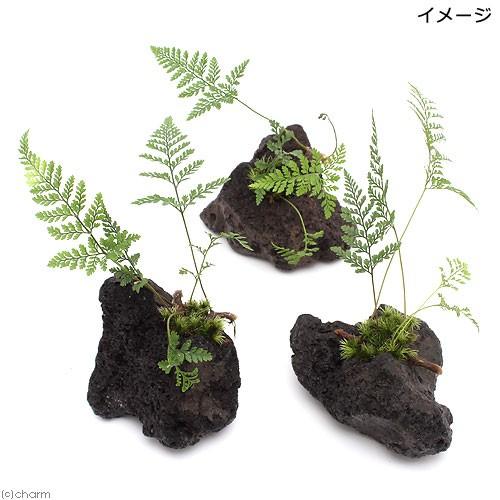 軽石を巻くシノブシダ火山溶岩 引取限定 チャーム（charm） （観葉植物）ミニトキワシノブ 溶岩石植え（3個