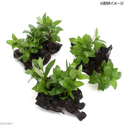 水草 ハイグロフィラ ポリスペルマ 流木付 ｓｓサイズ 水上葉 無農薬 ３本 約１０ｃｍ チャーム Charm Paypayモール店 通販 Paypayモール