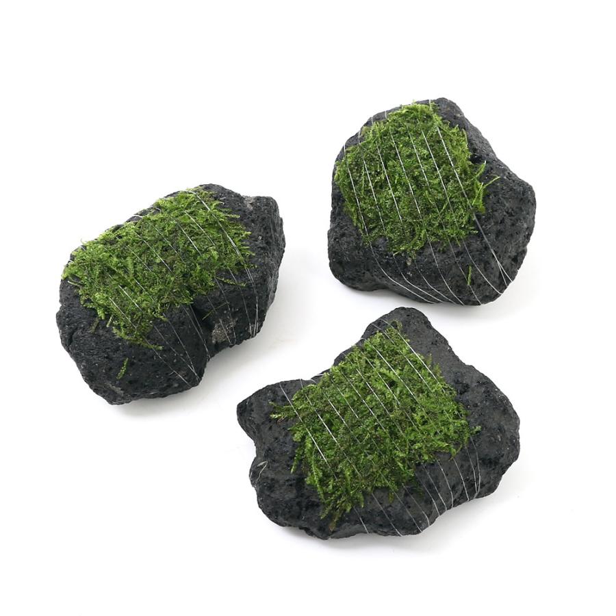 318円 正規店仕入れの 水草 置くだけ簡単 スクリューバリスネリア 穴あき溶岩石
