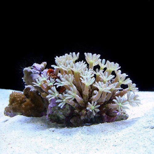 サンゴ 沖縄産 ツツウミヅタ ナローポリプグリーン ｍサイズ １個 北海道 九州航空便要