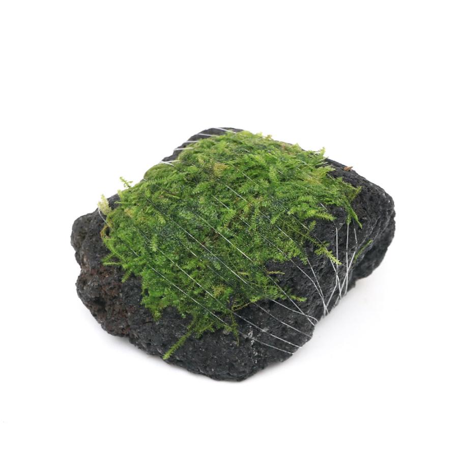 水草 巻きたて 南米ウィローモス 溶岩石 ｓｓサイズ ８ｃｍ以下 水中葉 無農薬 １個 北海道航空便要保温 チャーム Charm ヤフー店 通販 Yahoo ショッピング