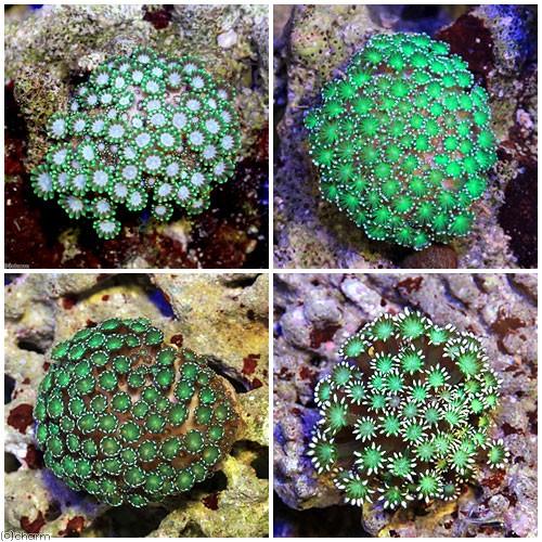 （サンゴ）アワサンゴ　グリーン（１個）　ｙ&minus;２　北海道・九州航空便要保温