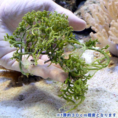 （海水魚）海藻　ヨレヅタ（１房）｜chanet｜03