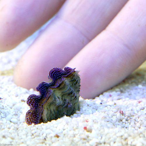 （サンゴ）ヒメシャコガイ　ブルー　ＳＳサイズ（ブリード）（１匹）　ｙ−５１　北海道・九州航空便要保温 | チャーム（ペット） | 01