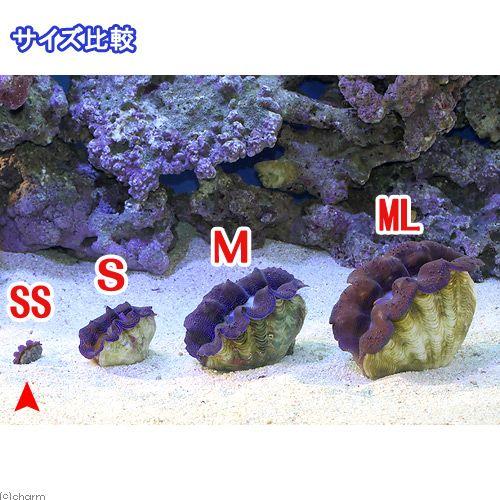 （サンゴ）ヒメシャコガイ　ブルー　ＳＳサイズ（ブリード）（１匹）　ｙ−５１　北海道・九州航空便要保温 | チャーム（ペット） | 02
