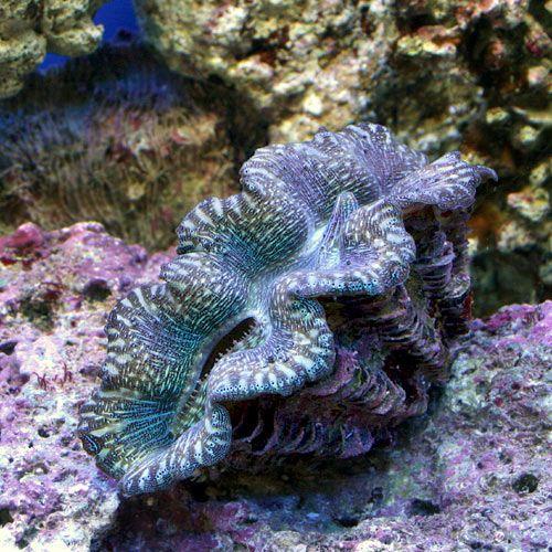 サンゴ ヒメシャコガイ おまかせカラー ｓｓサイズ ブリード １匹 北海道 九州航空便要保温 チャーム Charm Paypayモール店 通販 Paypayモール