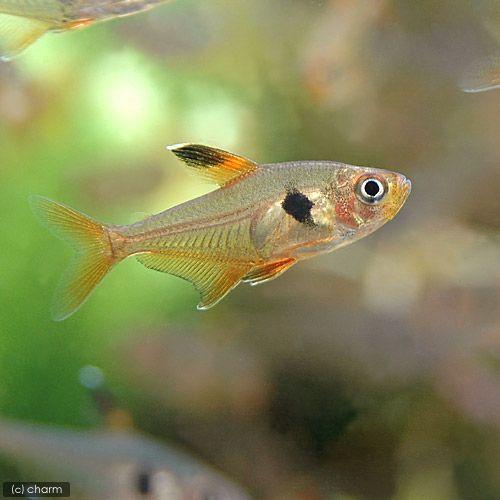 チャーム Charm 店 熱帯魚 レッドファントム テトラ ブリード ６匹 北海道 九州航空便要保温 送料込