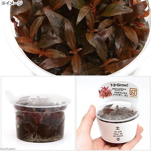 水草 組織培養１ ２ ｇｒｏｗ アルテルナンテラ レインキー ミニ トロピカ製 無農薬 １カップ チャーム Charm Paypayモール店 通販 Paypayモール