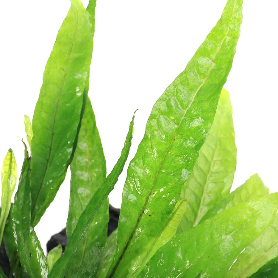 チャーム（charm） （水草）ミクロソリウム プテロプス付き流木