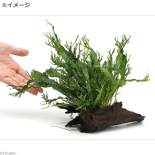 ミクロソリウム水上 – ミクロソリウム トリミング | ミクロソリウムの種類と増え方 – EKOTG