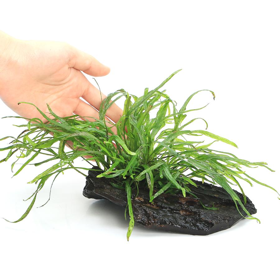 チャーム（charm） （水草）ミクロソリウムsp．トライデント付き流木