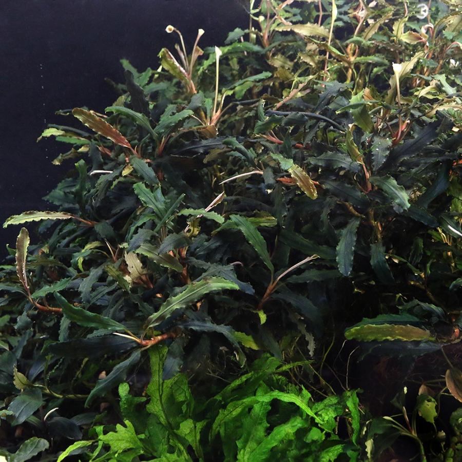 水草）ブセファランドラsp．Blue Bell（無農薬）（水中葉