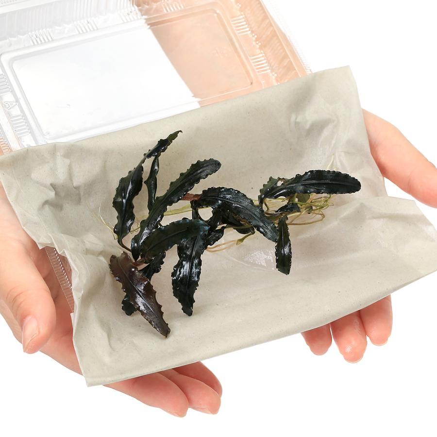 水草）ブセファランドラsp．Blue Bell（無農薬）（水中葉