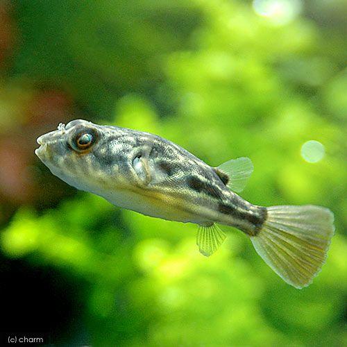 熱帯魚 テトラオドン ファハカ ｓサイズ １匹 北海道 九州航空便要保温 ギガランキングｊｐ