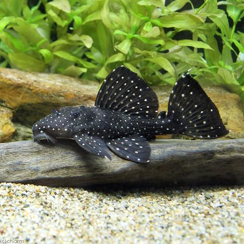 （熱帯魚）ブラックドラゴンスター・クラウンプレコ　Ｍサイズ（ワイルド）（１匹）　北海道・九州航空便要保温
