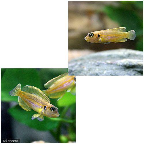 チャーム（charm） （熱帯魚）ネオランプロローグス・オケラータス