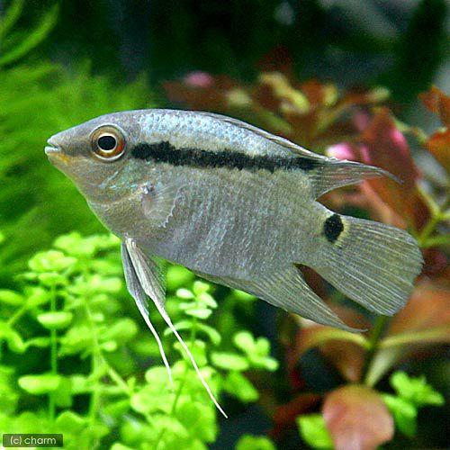 （熱帯魚）フェスティバム（ワイルド）（１匹）　北海道航空便要保温