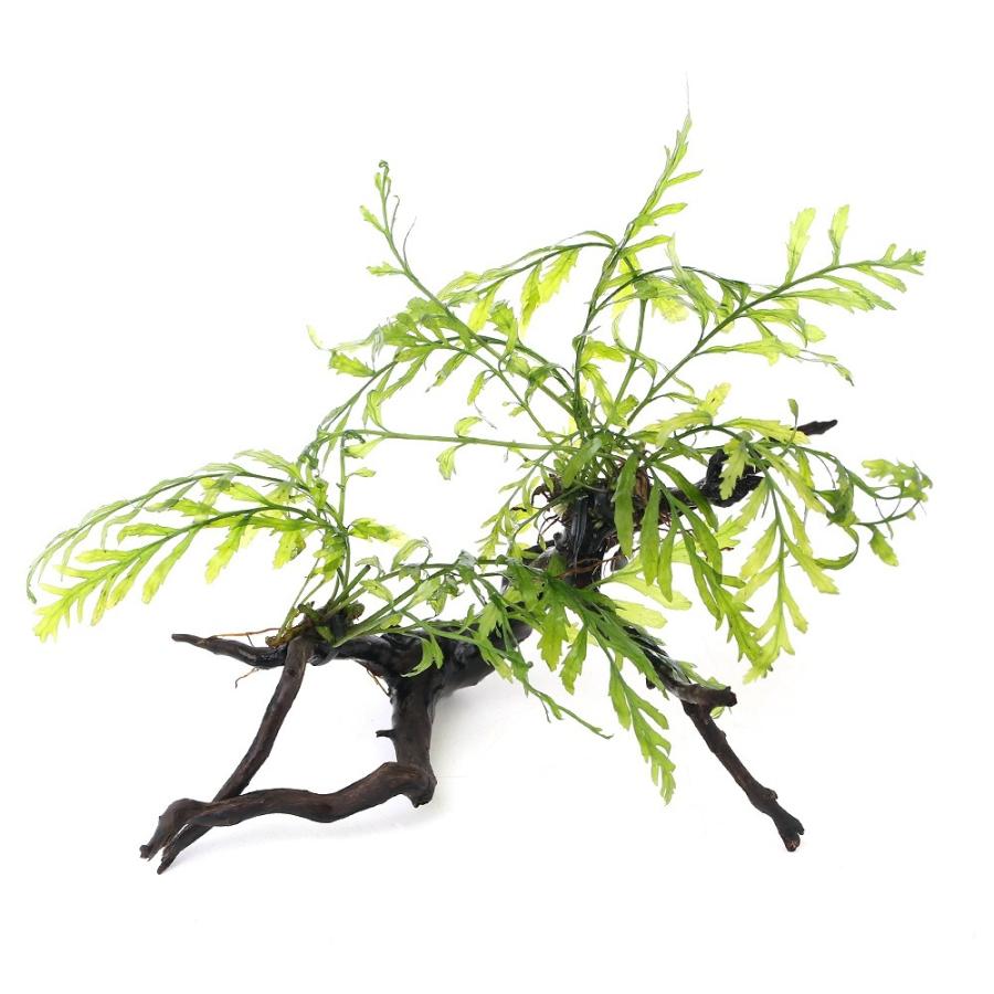 ボルビティス ウェーブリーフミニ巻き流木2本セット