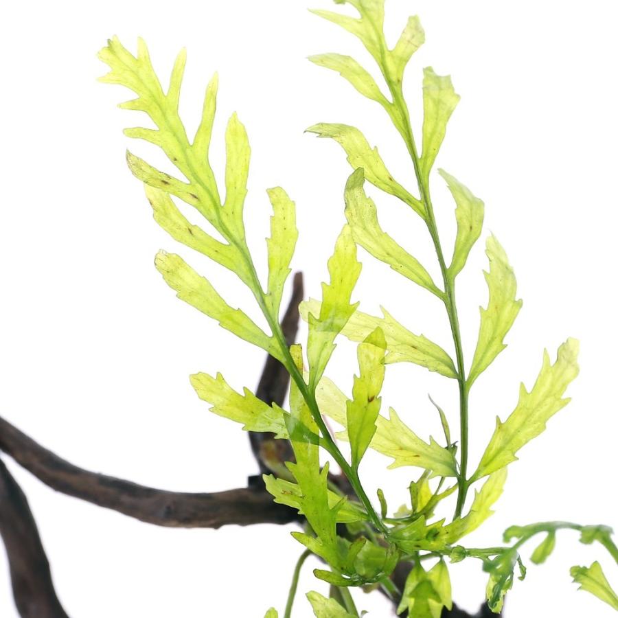 ボルビティス ウェーブリーフミニ巻き流木2本セット