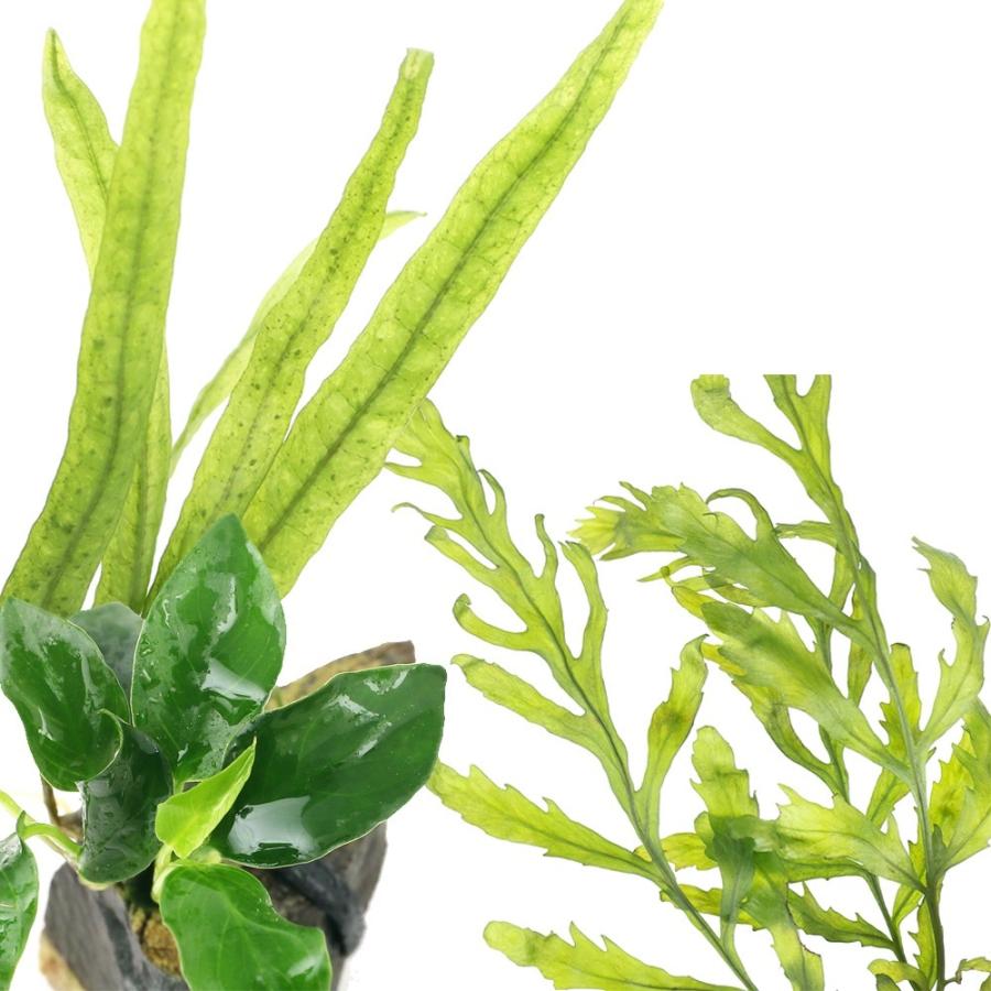 チャーム（charm） （水草）活着系水草石付 3種セット（水中葉）（無