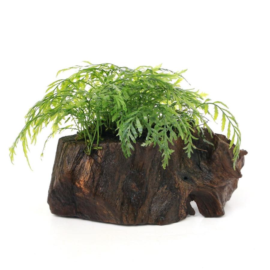 お気に入り 水草 育成済 稚エビの幼稚園 南米ウィローモス付 水中葉 無農薬 １個