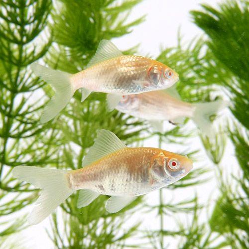 （国産金魚）アルビノコメット（１匹） |  | 02