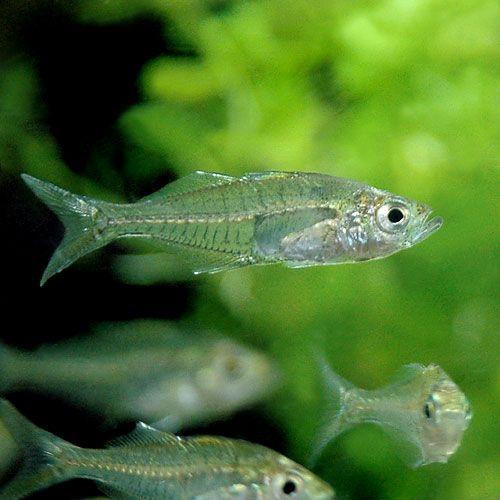 熱帯魚 スレンダーグラスフィッシュ インド ２匹 北海道 九州航空便要保温 チャーム Charm Paypayモール店 通販 Paypayモール