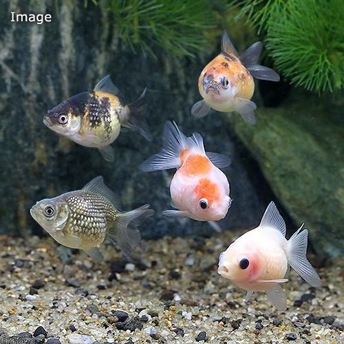 チャーム（charm） （国産金魚）ピンポンパール（1匹） : チャーム