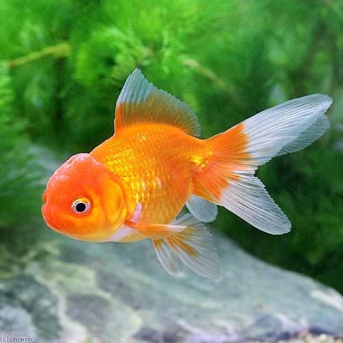 驚きの価格 国産金魚 オランダ獅子頭 ３匹