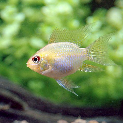 （熱帯魚）ゴールデンバルーン・ラミレジィ（３匹）　北海道・九州航空便要保温