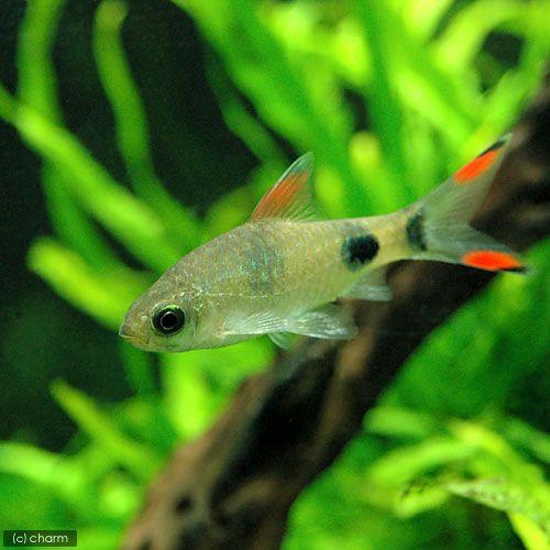 Off 熱帯魚 プンティウス フィラメントサス ３匹 北海道 九州 沖縄航空便要保温 Mediterraneanfields Com