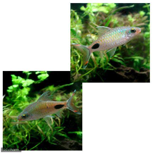 Off 熱帯魚 プンティウス フィラメントサス ３匹 北海道 九州 沖縄航空便要保温 Mediterraneanfields Com