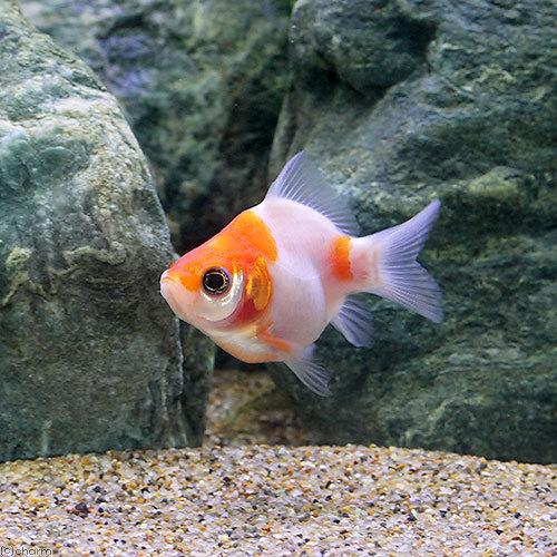 チャーム（charm） （国産金魚）玉錦（1匹） : チャーム charm ヤフー