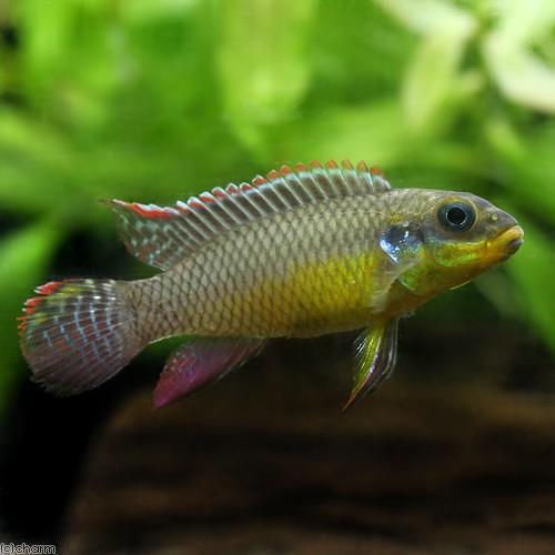 （熱帯魚）ペルヴィカクロミス・タエニアータス　ローベ（１ペア）　北海道航空便要保温