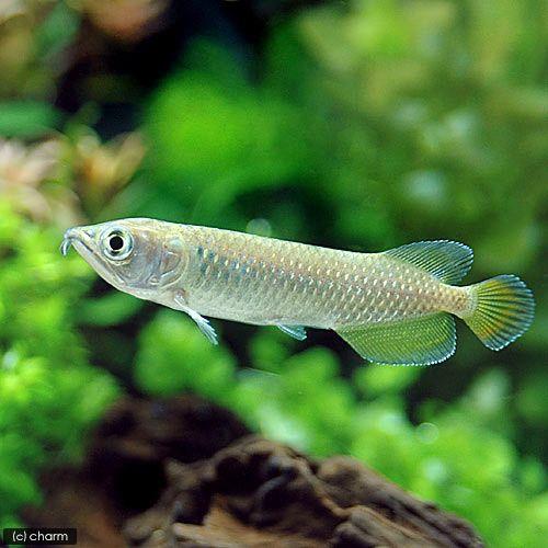 ノーザンバラムンディ 35センチ