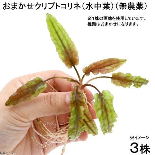 水草 おまかせクリプトコリネ 水中葉 無農薬 ３株 Saopedrodasmissoes Rs Gov Br