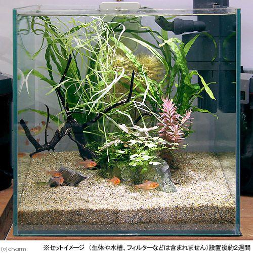 水草 草たちの水景 ３０ｃｍ水槽レイアウトセット １セット 北海道航空便要保温 チャーム Charm ヤフー店 通販 Yahoo ショッピング
