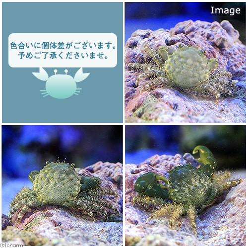 (海水魚)カニ エメラルドグリーンクラブ(1匹) 北海道航空便要保温|chanet|02