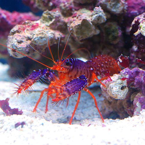 （海水魚）エビ　ダウミィパープルリーフロブスター（１匹）　北海道・九州航空便要保温 | チャーム（ペット） | 01