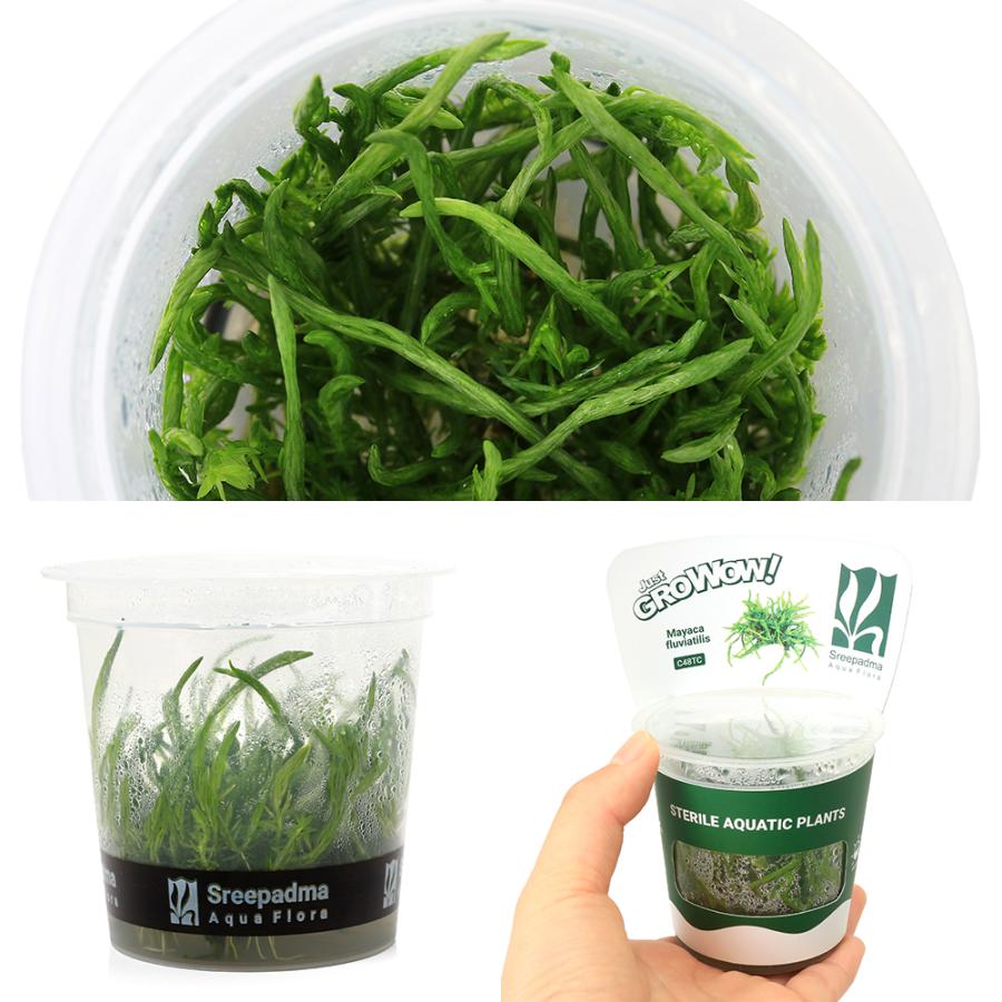 水草）組織培養GROWOW！ マヤカ（無農薬）（1カップ）C48 TC