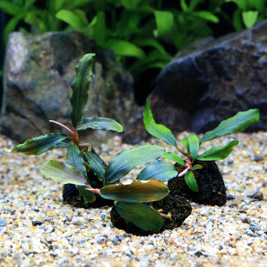水草）巻きたて おまかせブセファランドラ プチ溶岩石（水中葉）（3個